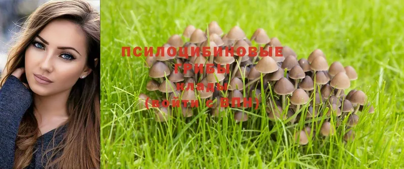 Псилоцибиновые грибы Magic Shrooms  Благовещенск 